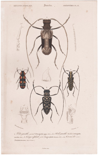 antique prints of beetles